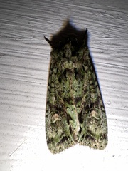 Ichneutica plena