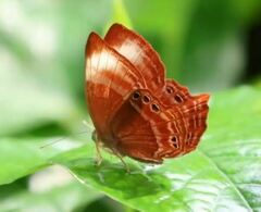 Abisara saturata