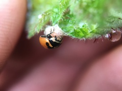 Dinocampus coccinellae