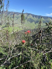 Castilleja affinis