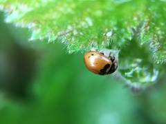 Dinocampus coccinellae