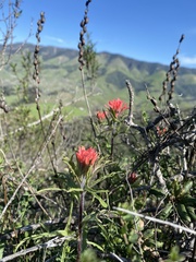 Castilleja affinis