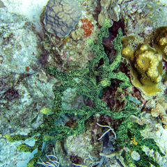 Porites astreoides