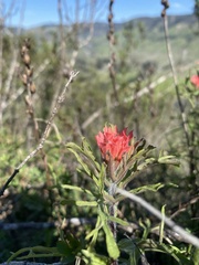 Castilleja affinis
