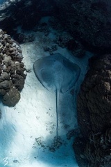 Pateobatis jenkinsii