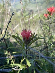 Castilleja affinis