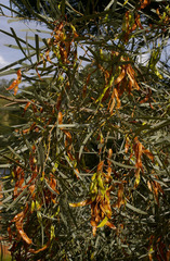 Acacia maranoensis