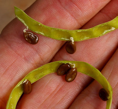Acacia maranoensis
