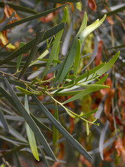 Acacia maranoensis