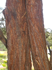 Acacia maranoensis