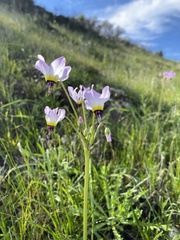Primula clevelandii