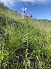 Primula clevelandii