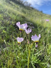 Primula clevelandii