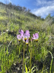 Primula clevelandii