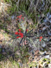 Castilleja foliolosa
