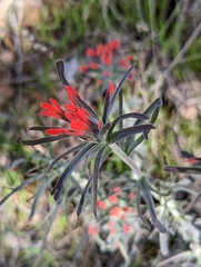 Castilleja foliolosa