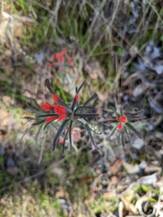 Castilleja foliolosa