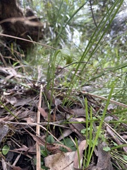 Pterostylis hispidula