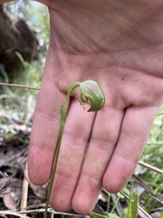 Pterostylis hispidula