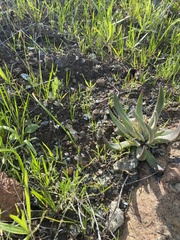 Dudleya