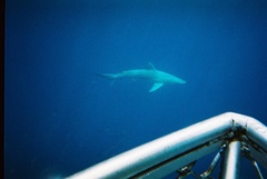 Carcharhinus