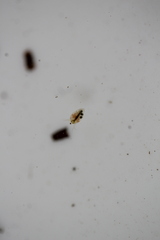 Daphnia