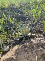 Dudleya