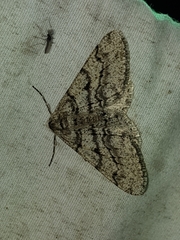 Phigalia titea