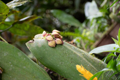 Pleurothallis marthae