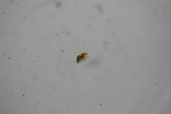 Daphnia