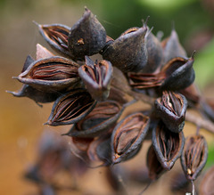 Buckinghamia celsissima