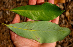 Buckinghamia celsissima