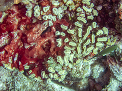 Azurina multilineata