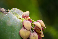 Pleurothallis marthae