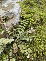 Asplenium resiliens