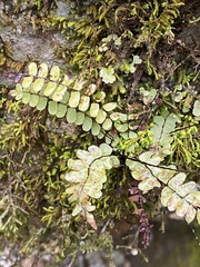 Asplenium resiliens