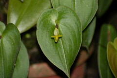 Pleurothallis prolaticollaris