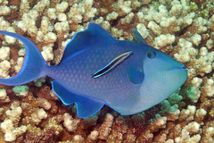Odonus niger