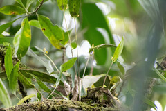 Pleurothallis dibolia