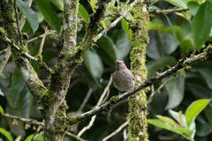 Turdus maculirostris