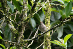 Turdus maculirostris