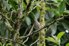 Turdus maculirostris