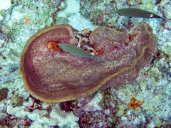 Ircinia campana
