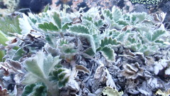 Potentilla villosa