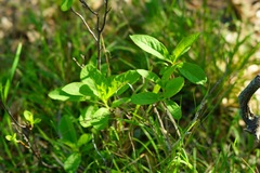 Oemleria cerasiformis