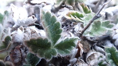 Potentilla villosa