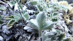 Potentilla villosa