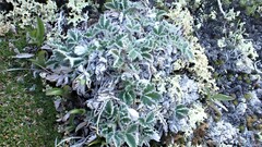 Potentilla villosa