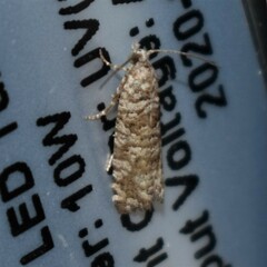 Retinia gemistrigulana