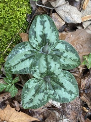 Trillium decumbens